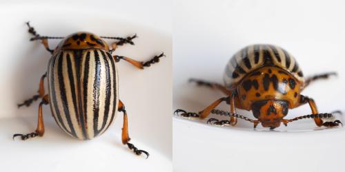 Réf. 328 576 : Leptinotarsa decemlineata